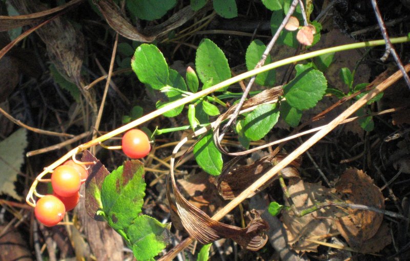 Lily-of-the-valley, berries and leaves in autumn..