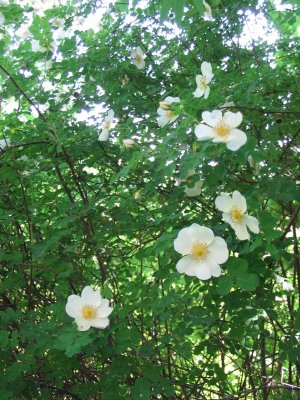 Rosa pimpinellifolia