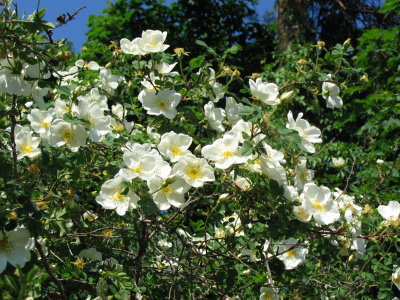 Rosa pimpinellifolia