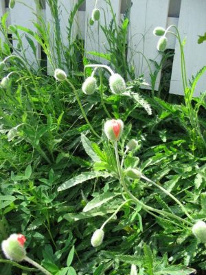 Budding Poppies