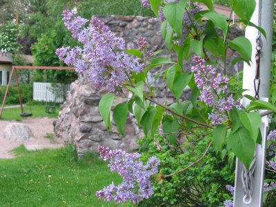 Lilacs