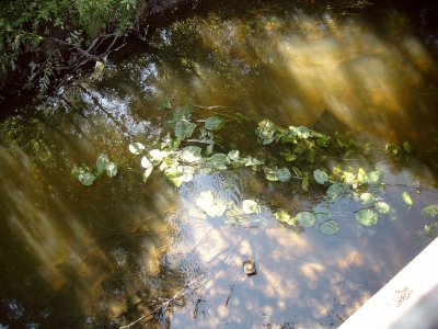 Leaves Under Water