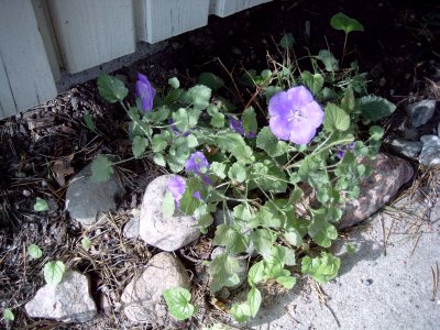  Campanula (Carpathian), cultivated