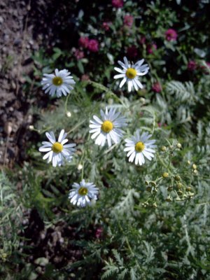 Daisies