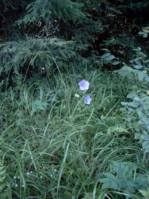 Wild and blue -  Campanula Persicifolia