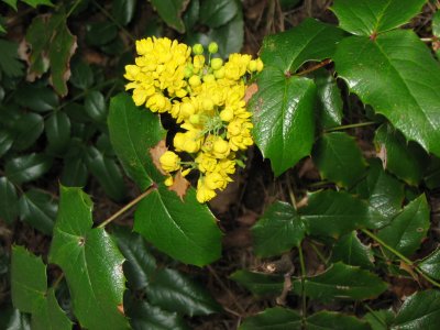 Mahonia