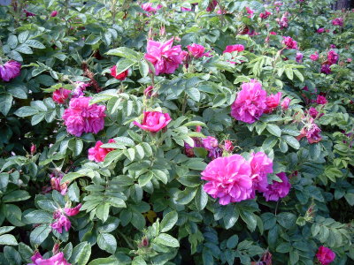 Rosa Rugosa