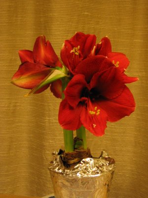 Amaryllis