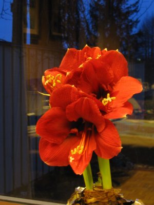 Amaryllis