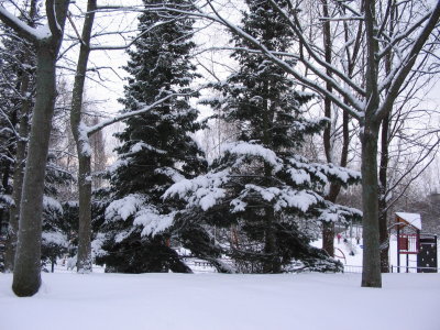 Snow-covered Spruces