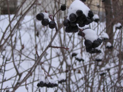 Black Berries