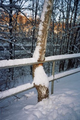 A persistent birch