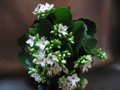 Kalanchoe Blossfeldiana