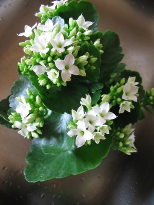 Kalanchoe Blossfeldiana