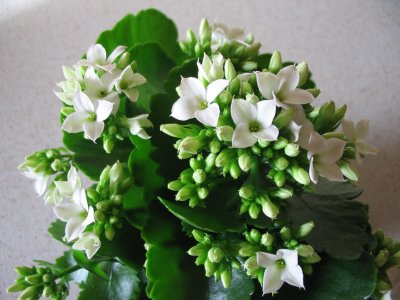 Kalanchoe blossfeldiana