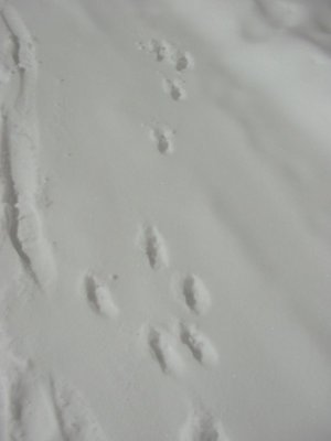 The brown hare was here!