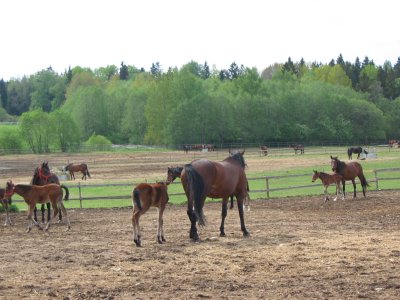 Horses with their foals