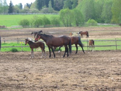 Horses with their foals