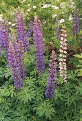 Lupins