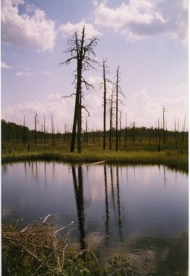 Drowning/Drunken trees