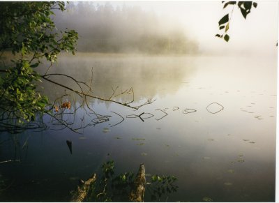Kärppäjärvi, Foggy Morning