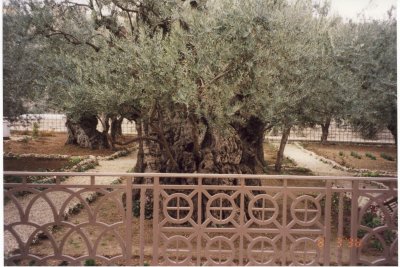  A Very Old Tree No. 1, Jerusalem