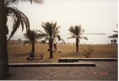 Palms on Beach