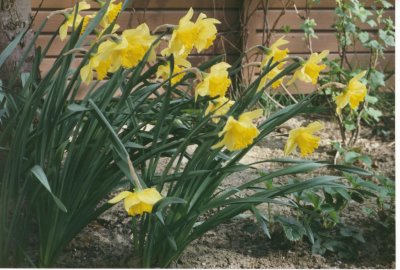 Daffodils