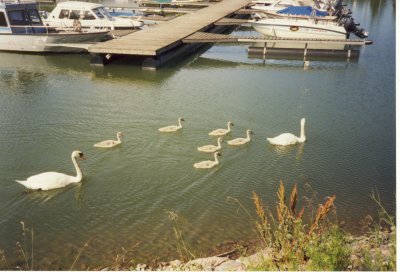 Swan Family