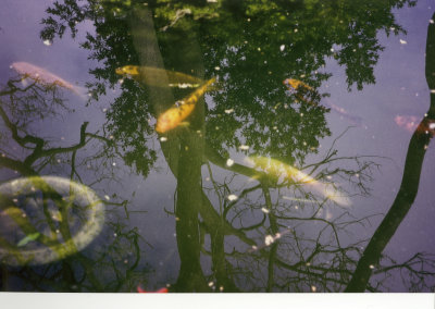 Fishes in the pond