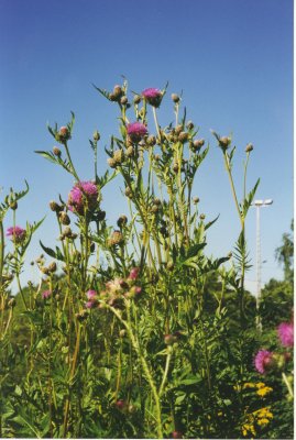 Melancholy Thistle / Cirsium helenioides