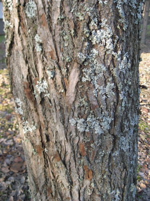 Special bark patterns 2