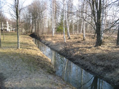 The Birches Reflecting In the Ditch