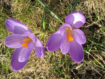 The first crocuses!