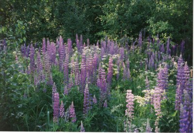 Wild lupins 2