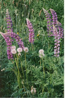 Wild lupins (and dandelions)