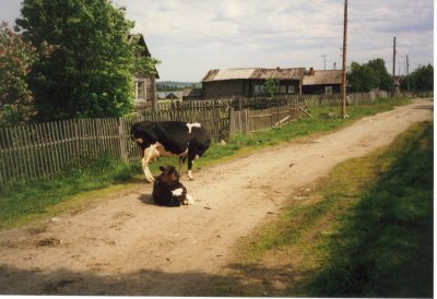 Cows on  a country lane, June 2001
