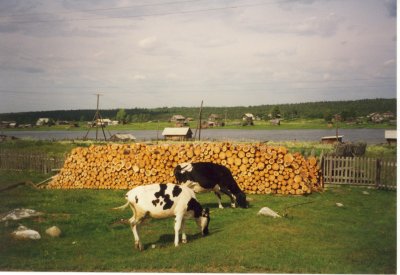 Cows eating, Paanajrvi, Russian Karelia, June 2001