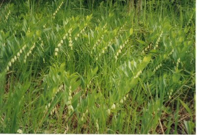 Solomon's Seal