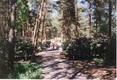 Rhododendron Park