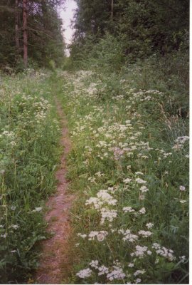 Wild Flowers