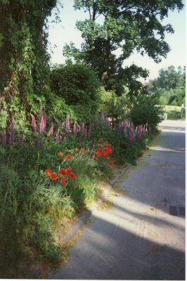 Lupins and Poppies