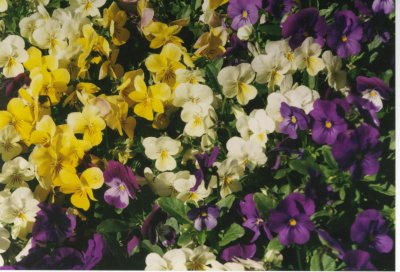 Violets