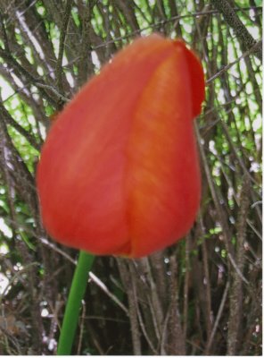 Tulip