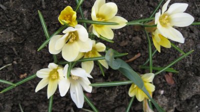 Crocuses
