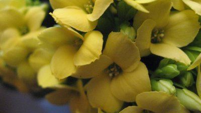 Calanchoe blossfeldiana