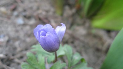 a BLUE wood anemone! Very rare
