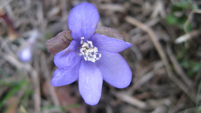 Hepatica