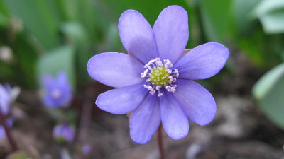 Hepatica