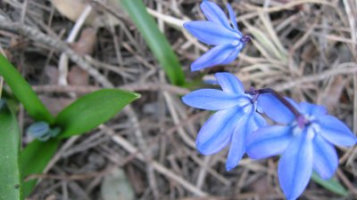 Scilla, Bluebell